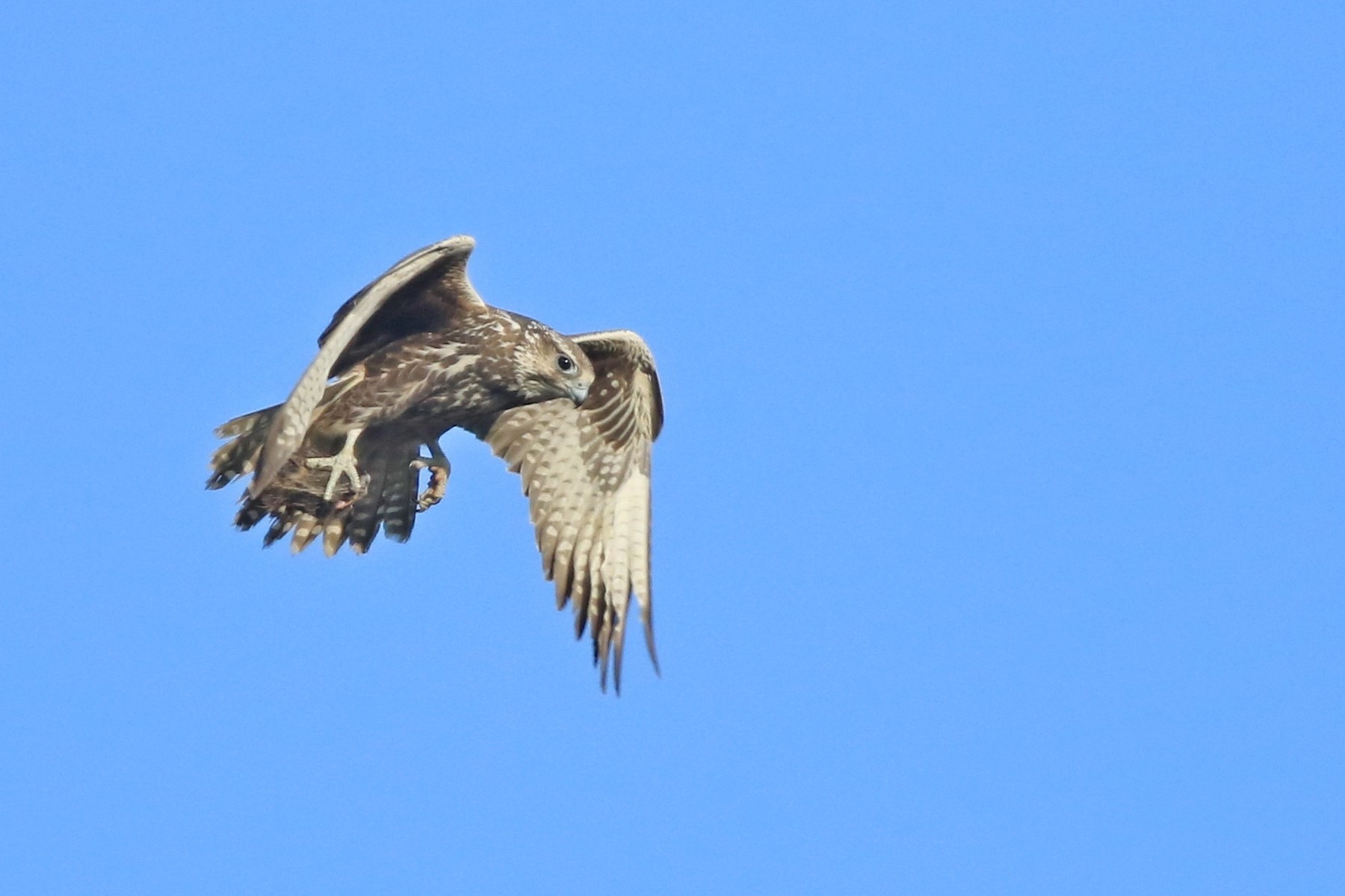 Falco sacro ( Falco cherrug ) e preda da identificare